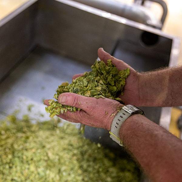Person holding a handful of hops  over a larger pile in an industrial setting